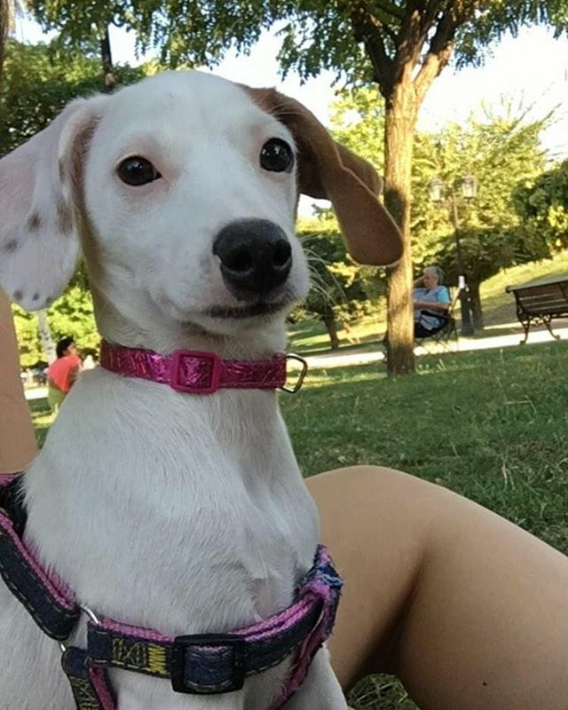 En adopción #Chillán 🐶
Cachorrita hembra, va a cumplir 4 meses. Es muy cariñosa y juguetona.  Tiene sus vacunas al día.
Si te interesa adoptar o realizar alguna consulta te puedes comunicar al número +56967247415