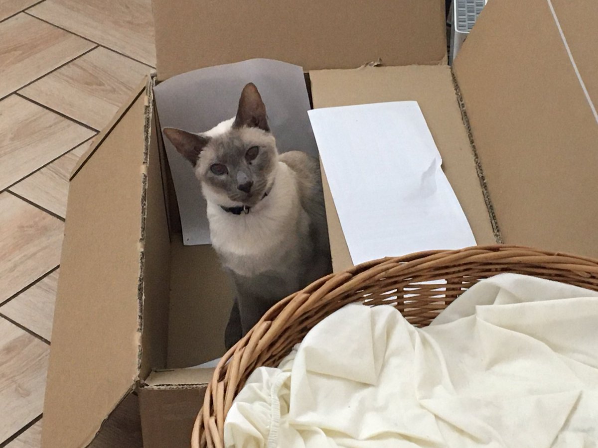 Diablo_Siamese's tweet photo. I know things are now going out of the house in boxes instead of coming in ~Willow #Willow_i_am #WaitingHere #TeamDiablo #MovingWithCats #CatBox @jolenehunter #catsofinstagram #CatsOfTwitter https://t.co/WFuSiU03l2