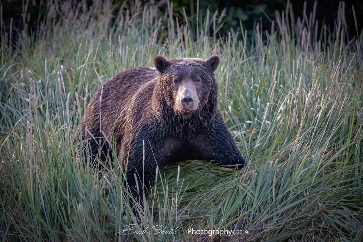 BodiShoots's tweet photo. Ready!
In Katmai, Alaska
#alaska #katmai #kodiakbears #bears #kodiak https://t.co/XwU1z3PRh2
