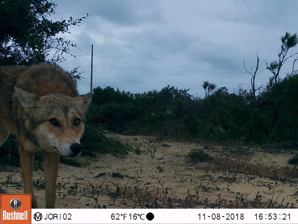 CandidCritters's tweet photo. Photo of the week: coyote, Dare County, NC @NCWildlife https://t.co/QVGJNlEjB6
