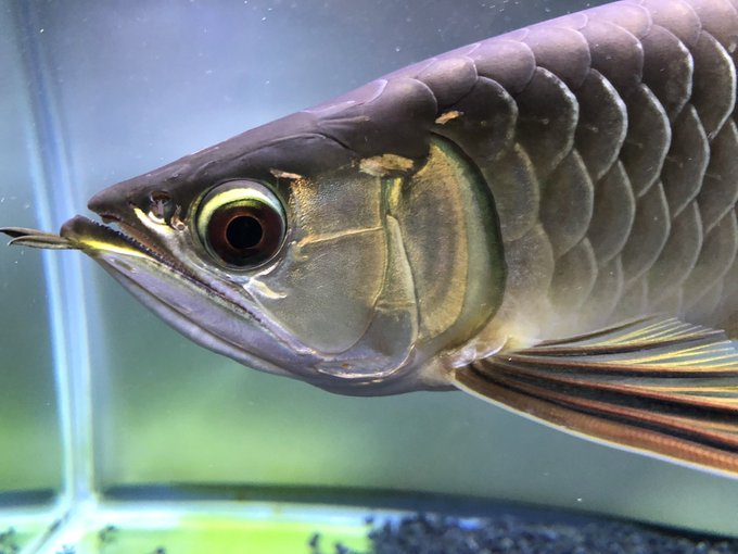 アロワナのtwitterイラスト検索結果 古い順