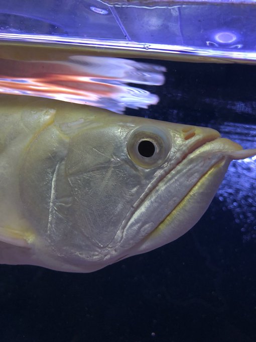 高背金龍のtwitterイラスト検索結果 古い順