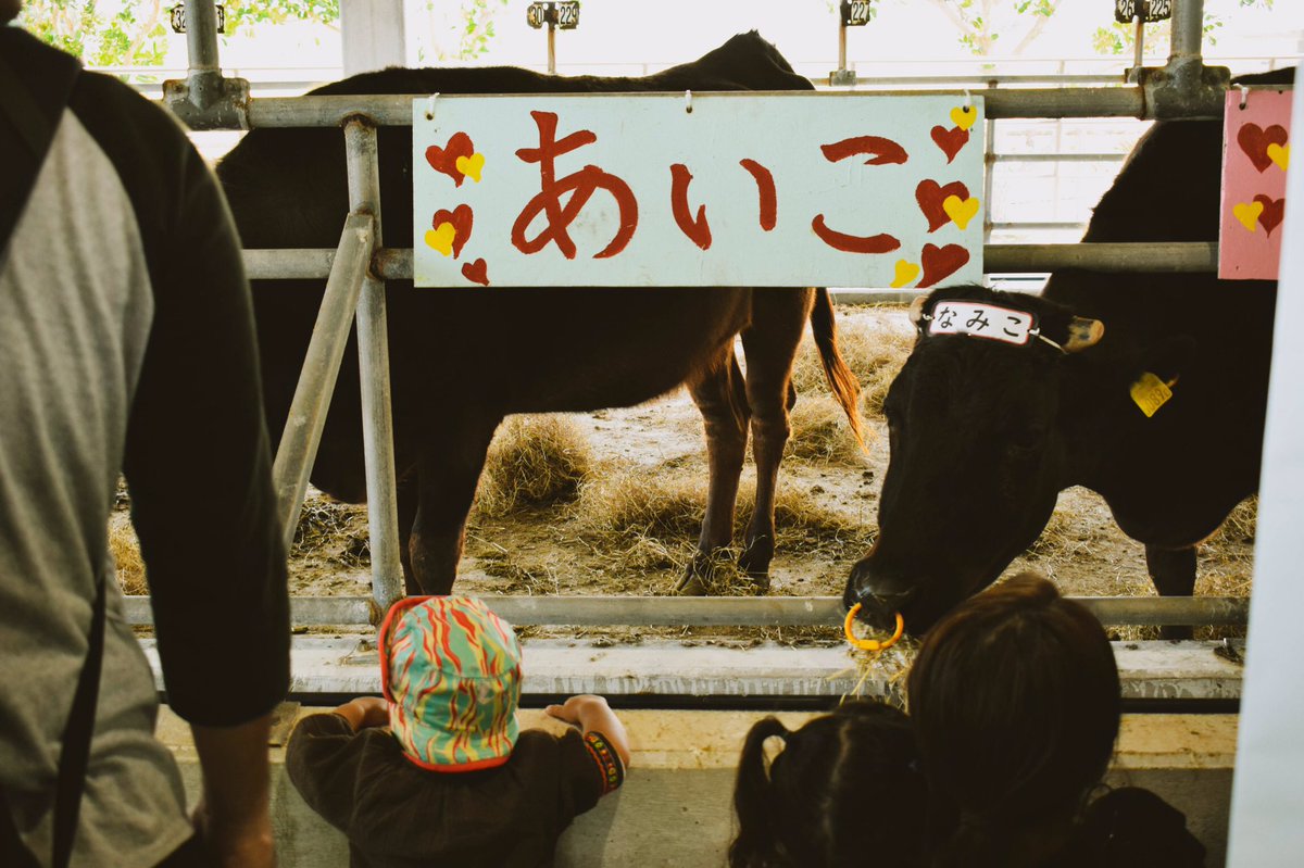 黒島牛まつり 黒島牛まつり