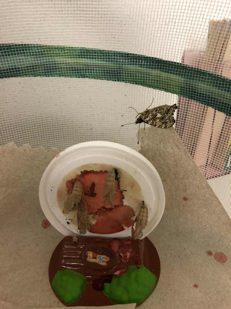 ahchellam's tweet photo. 🐛🦋Spring is approaching… Our butterflies have emerged from their chrysalis🐛🦋 #GarciaLeza #prek #Science Our future scientist 🥼 👩🏽‍🔬 https://t.co/Abf9p6wFG6