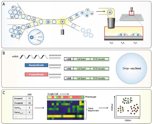 GenomeBiology's tweet photo. Zhang, Abate and co present a microfluidics-based approach for sorting cells by fluorescence followed by scRNA-seq analysis. Cells sorted onto nanowell arrays, and tagged with barcodes, so combination of barcodes can be mapped back to a given fluorescence https://t.co/WnAP5aKbSn https://t.co/fCS3nkI68P