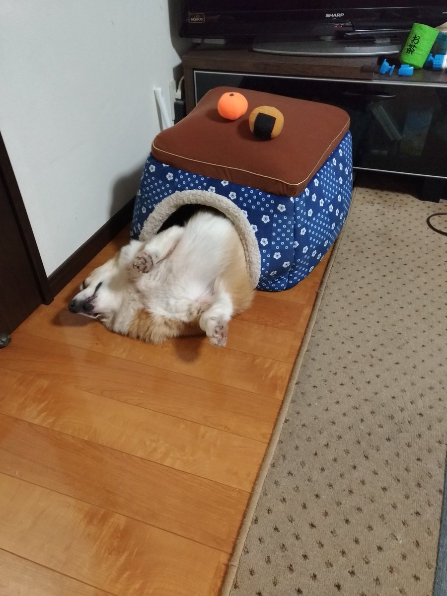 爆睡する犬
