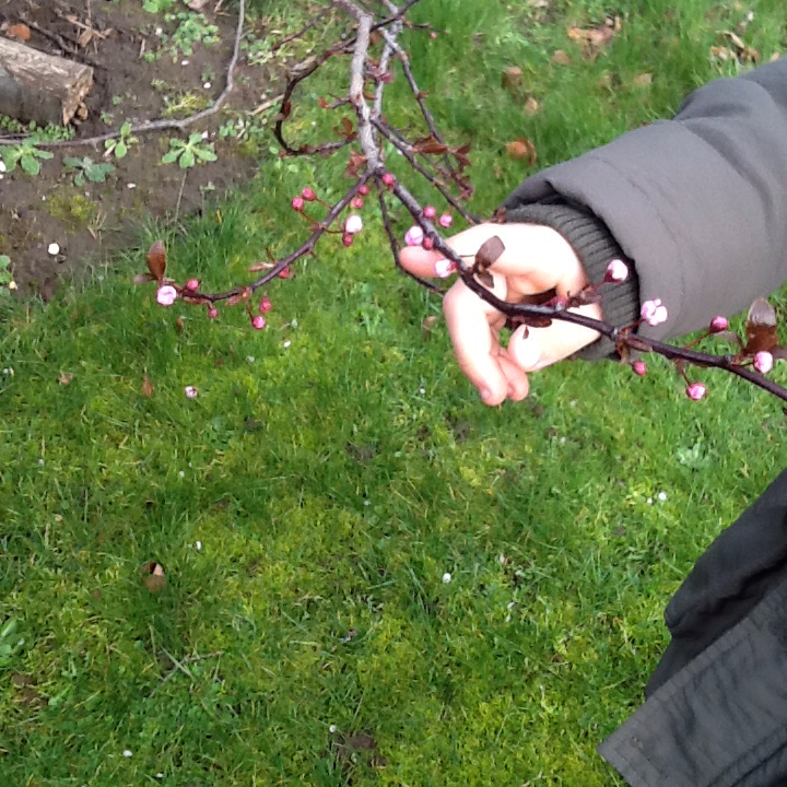 EndikeYear1's tweet photo. Year One Science this term is Plants, we found lots of signs of Spring to get us hooked! @EndikePrimary #endikescience https://t.co/MXQUMBHaYX