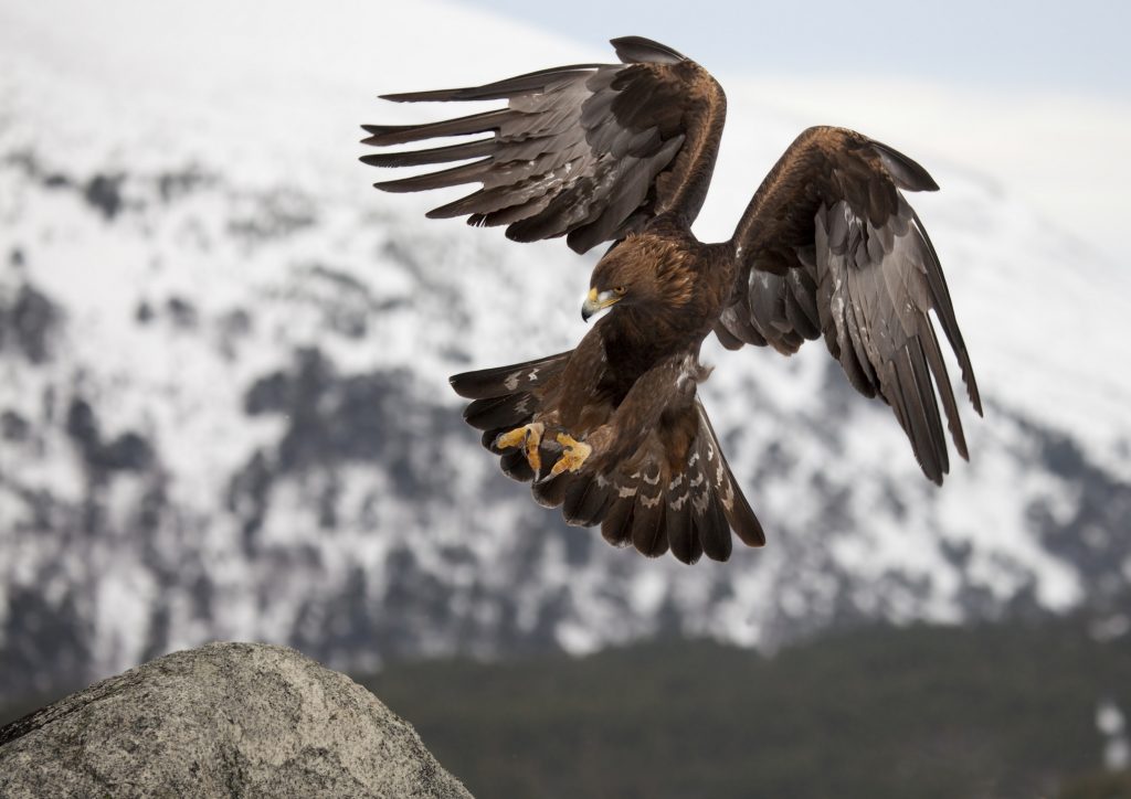 TheAspenTimes's tweet photo. A final report from Colorado Natural Heritage Program at CSU shows RMI’s proposed quarry expansion site near Glenwood Springs is an important habitat for predators, elk and birds, including golden eagles. https://t.co/YHx9ePJjid via @ThomasPhippen @GlenwoodPI @CNHPCSU https://t.co/QVfTiIqKXe