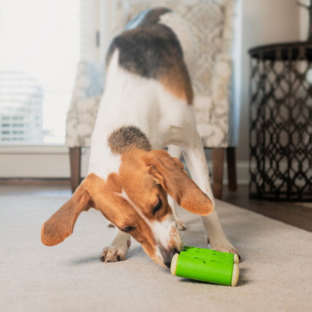 PetSafeFR's tweet photo. #Produit - Connaissez-vous notre jouet #PetSafe® #Ribinator, un jouet pour #chien qui résiste même aux masticateurs les plus acharnés ? 🐶 À découvrir ici ⤵️
https://t.co/kAZAKHv7s7 https://t.co/rVDpbCN0eS
