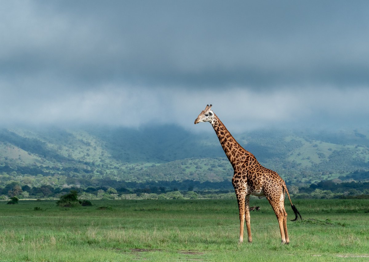 AfricanParks tweet picture