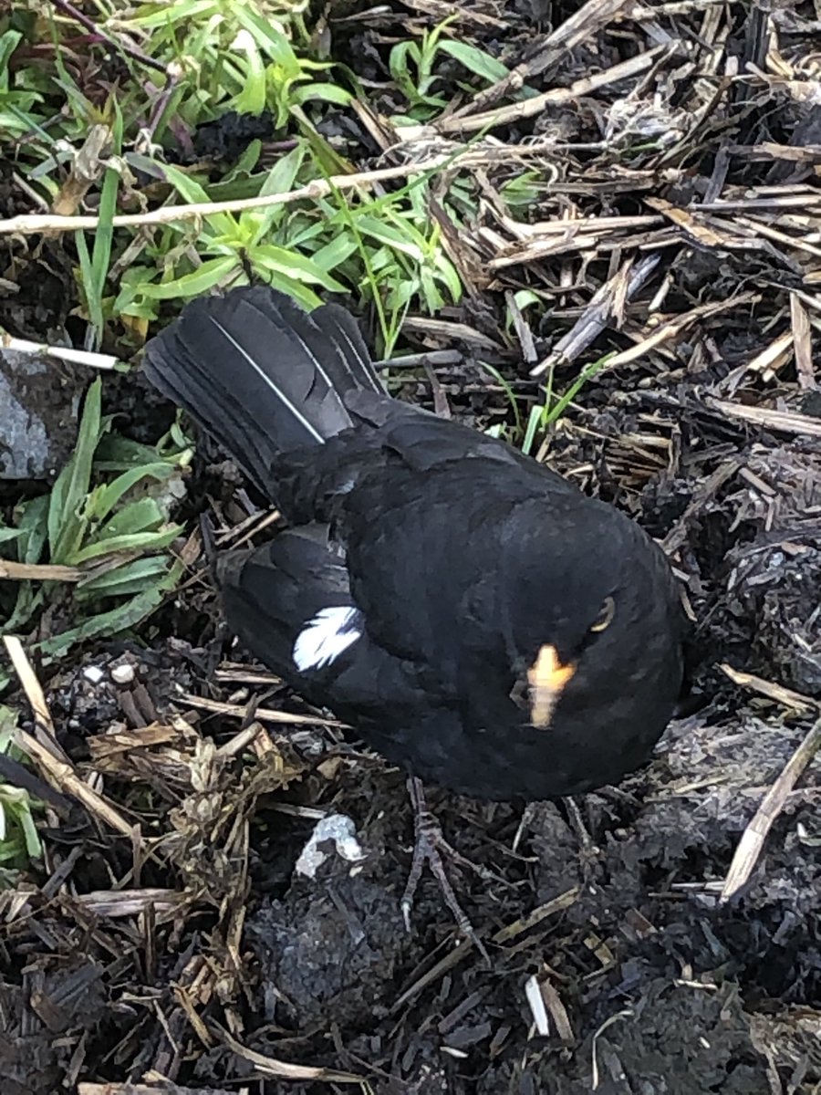 Happy gardening today with this cutie to keep me company #eastyorkshireflowergrower #florist #spring