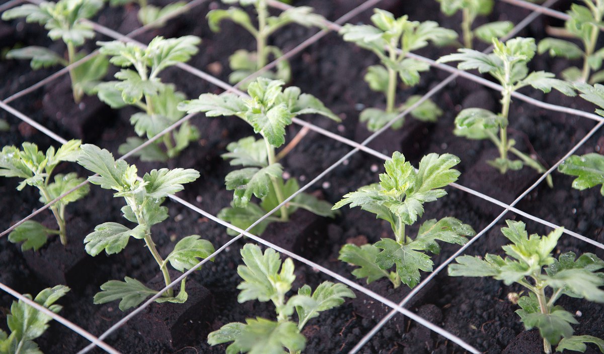 PROPLANT sterk tegen wortelproblemen in sierteelt. Lees meer: v.marketingautomation.services/view?k=2&c=308… #gewasbescherming #sierteelt