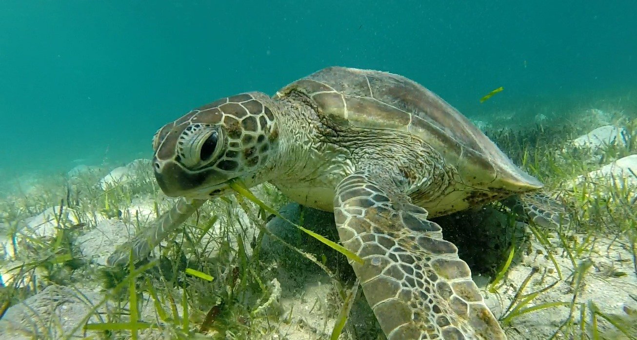 Green Sea Turtles Eating baby-turtles-hatching