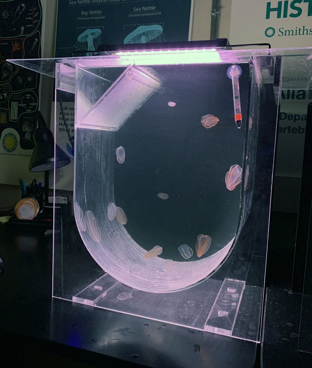 InvertebratesDC's tweet photo. IZ has been supported by @CraftShowSWC for the last year to inspire learning, enhance our jellyfish capabilities, and build new knowledge! Visit their Craft Show April 23-6 so they can do more good work. https://t.co/nLO6gqcEYn…
#SmithsonianCraftShowsSWC https://t.co/5PzJI5UvJ3