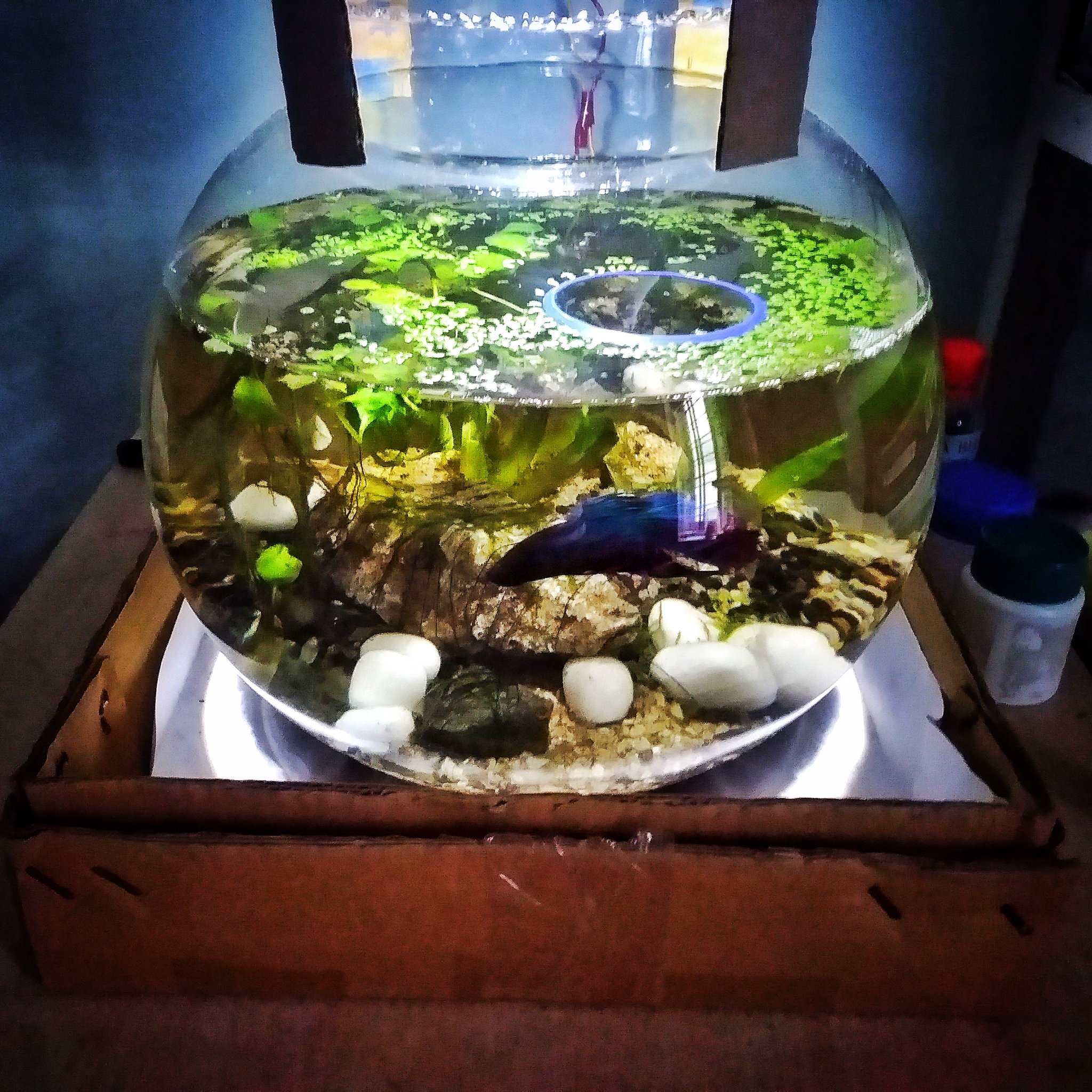 🌝 Rahul M Prathap 🐺 on X: My first tiny betta AquaTerrarium. Two gallon  bowl setup. No CO2, no ferts, no filter, no heater. Taking inspiration from  @md_fishtanks, all credits to him. #