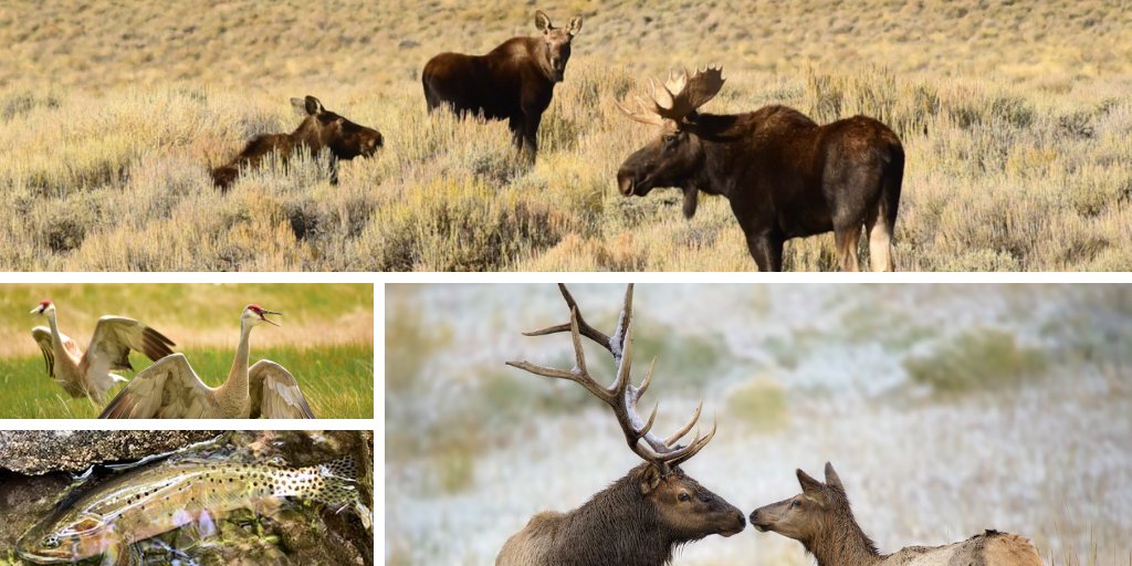 TODAY: <a href="/NWF/">National Wildlife Federation</a> is w/ wildlife advocates &amp; conservationists in D.C. to testify on the need to #ProtectNEPA. The National Environmental Policy Act is one of the most critical laws ever passed for protecting habitat, public health, &amp; public input into environmentally-damaging projects.