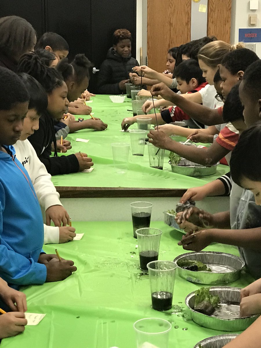 JenniferMosie10's tweet photo. Riekhof’s fourth grade class trying different materials to clean up the simulated oil spill in the STEM LAB. #ic1920, @IC_Explorers, #pictureperfectscience https://t.co/lQcVKICR6X