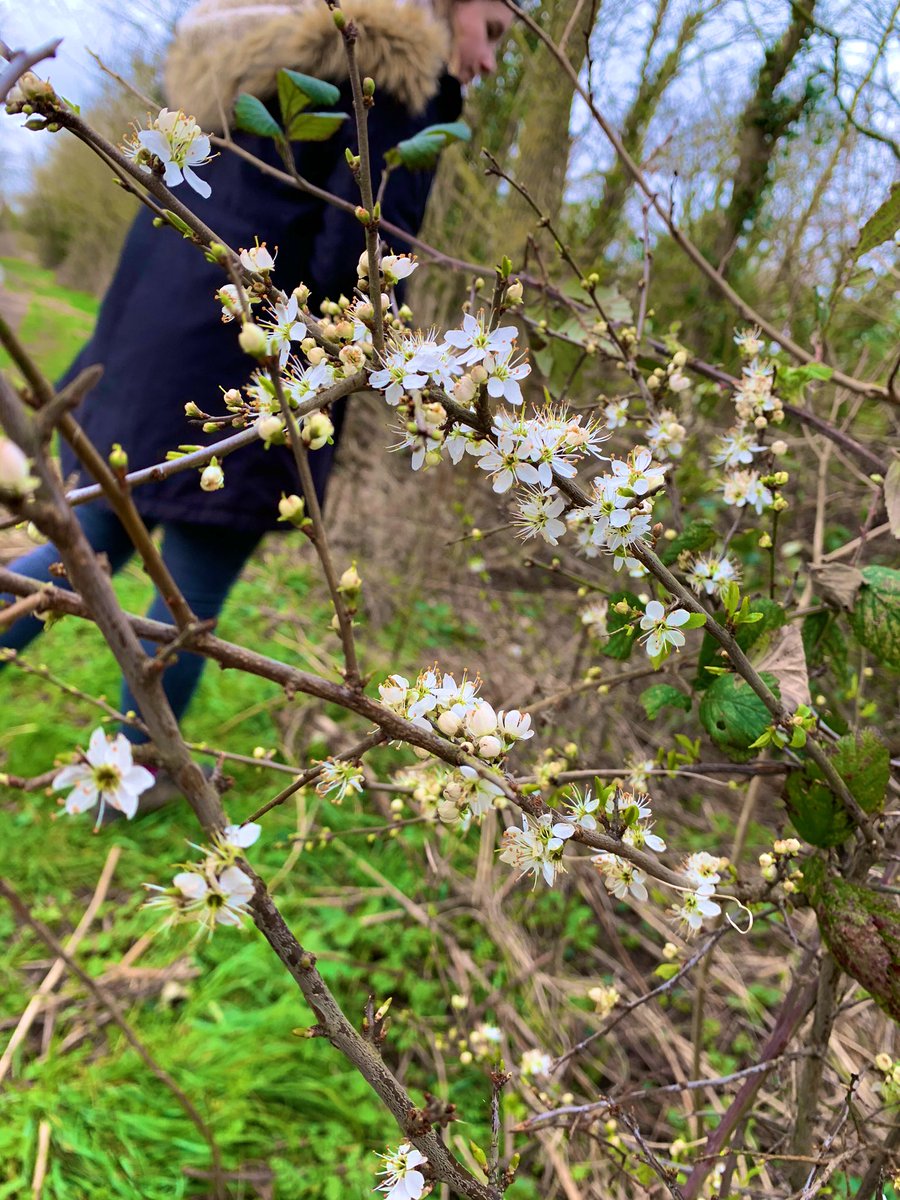 Seeing all the signs that spring is on the way at Hosehill lake today. These blackthorn (Prunus spinosa) flowers are making me so excited for spring 🌸 #Mscsiss #plantdiversity #hosehilllake