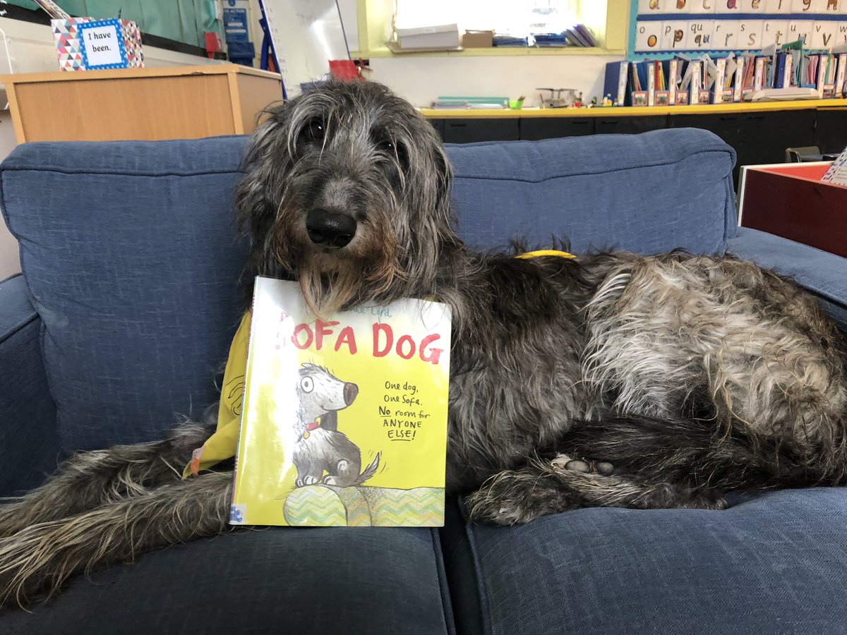DeerhoundRhodry's tweet image. Mum and I loved the story the children chose today- about a grey dog who loves to be on the sofa with his Mum Sophie. And he even likes cheese! 
Brilliant 😁🐺🧀🐾
#therapydog #dogswithjobs #sofadog