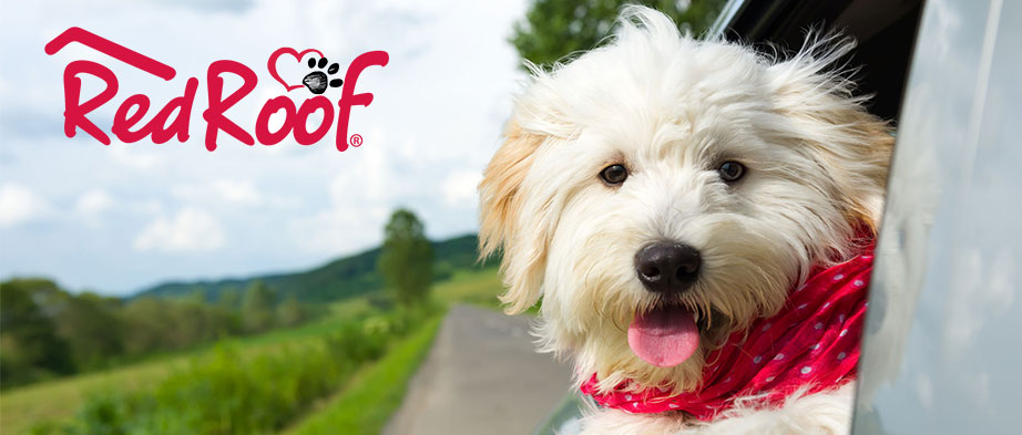 RedRoofInnLV's tweet photo. #TuesdayThoughts 

#Pets always Stay FREE at our #Hotel. For a limited time, Pet #travelers can enjoy saving 15% on their next stay at any Red Roof location! Receive this rate by using VP Code 605422 when booking online at https://t.co/K1gOUnwa9V

#PetsStayFree #RedRoof #LasVegas https://t.co/ryPOfPFFn1