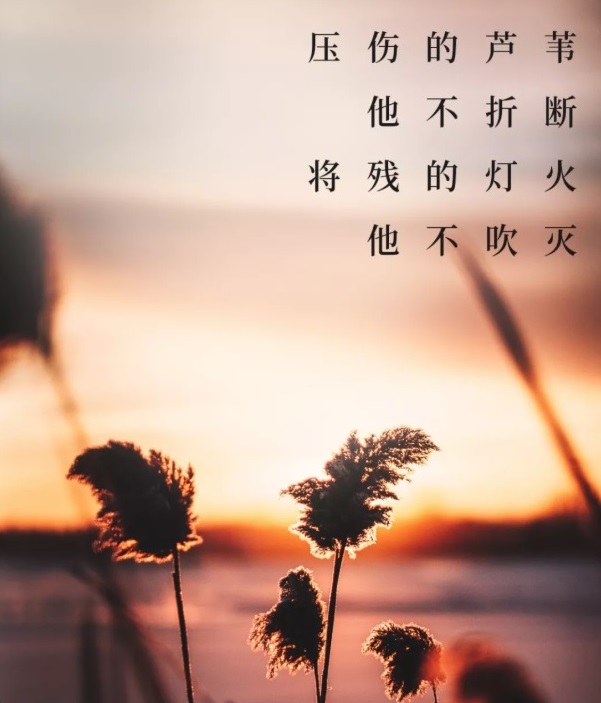 王剑虹 Freezhangzhan 释放张展on Twitter 压伤的芦苇他不折断 将残的灯火他不吹灭 等他施行公理 叫公理得胜 马太福音12 20 上帝的应许