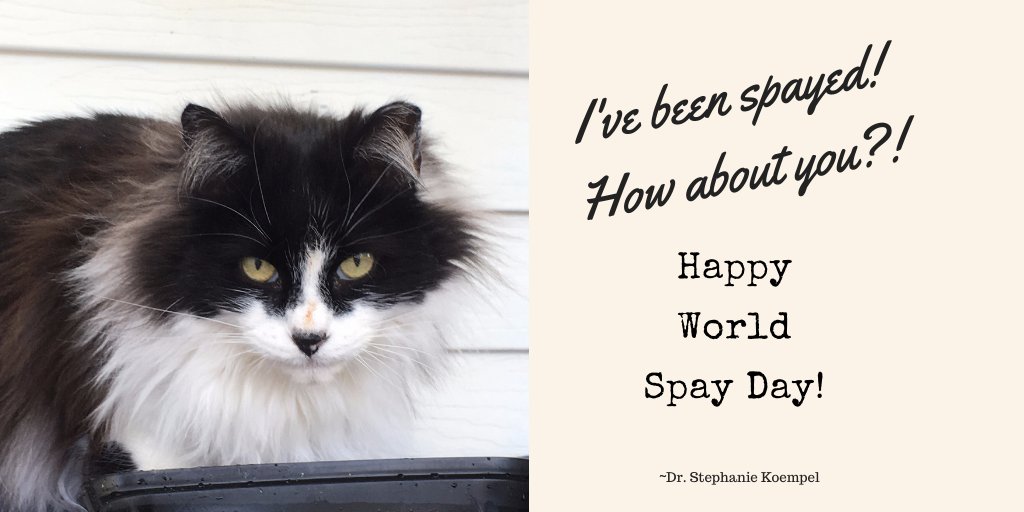 Dr Stephanie Koempel tweet media