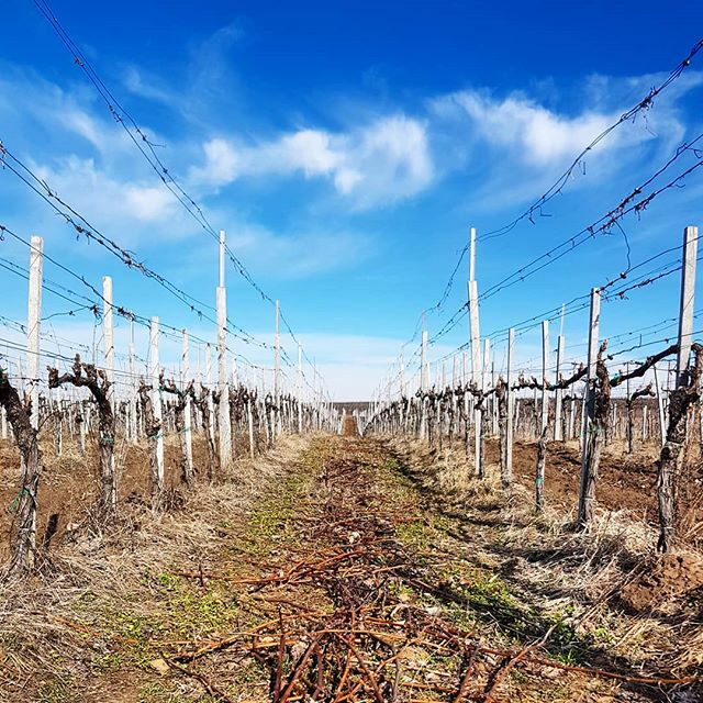 St. Andrea Borászat tweet media