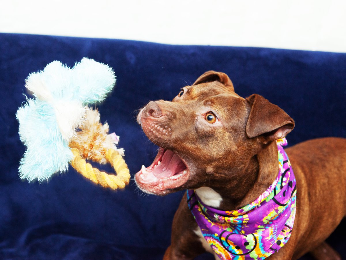 Friends of Lucas County Dogs tweet media