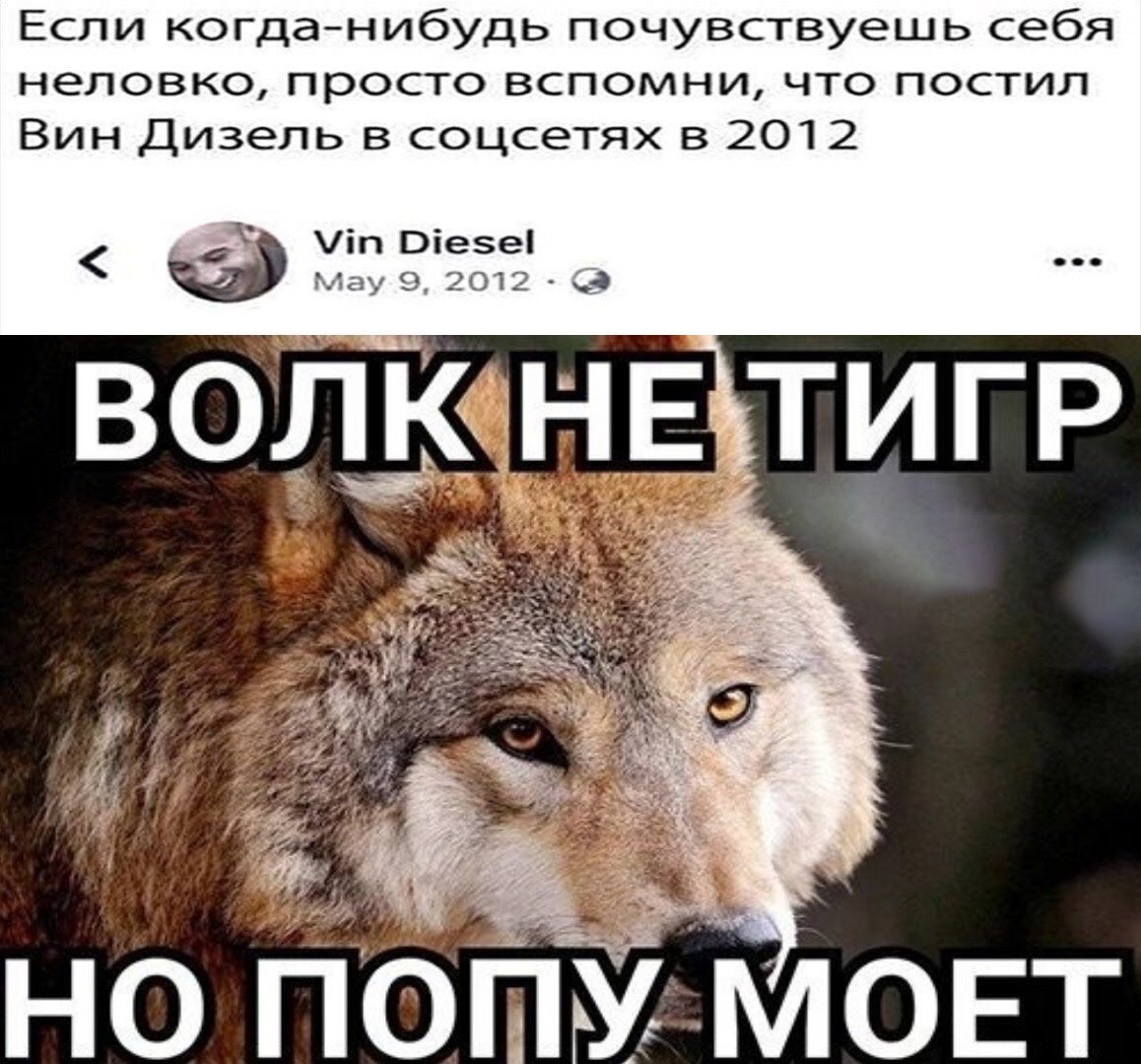 Цитаты про Волков смешные мемы