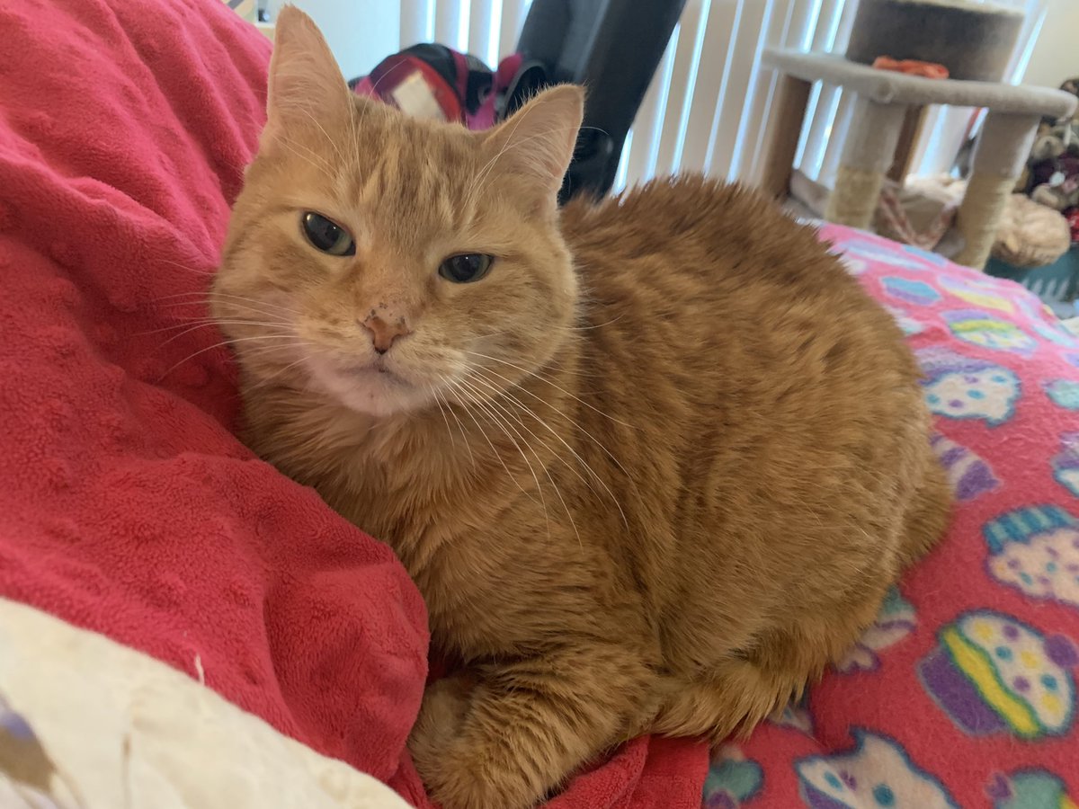 Stupid humans won’t let me in The  Debate again They are scared of me I just don’t want to talk about the real issues affecting pets #votepansy #votecat