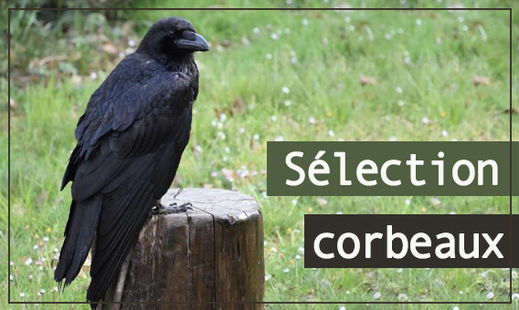 Pierrechasse's tweet photo. Une belle sélection pour compléter l'équipement avec des appeaux et des formes de corbeaux #appeau #appelant #filet #camouflage #corbeau #chasseducorbeau plus d'infos par ici >>>https://t.co/JDDPH2fsqF https://t.co/Py3WYBjiNK
