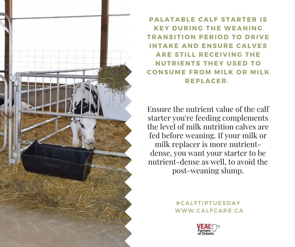 CalfCareCorner's tweet image. Find great tweaks to your #weaningprogram to make this transition period less stressful for calves while still maximizing #rumendevelopment here: bit.ly/38XQnKp

#calftiptuesday #ontag #calfcare #avoidtheslump