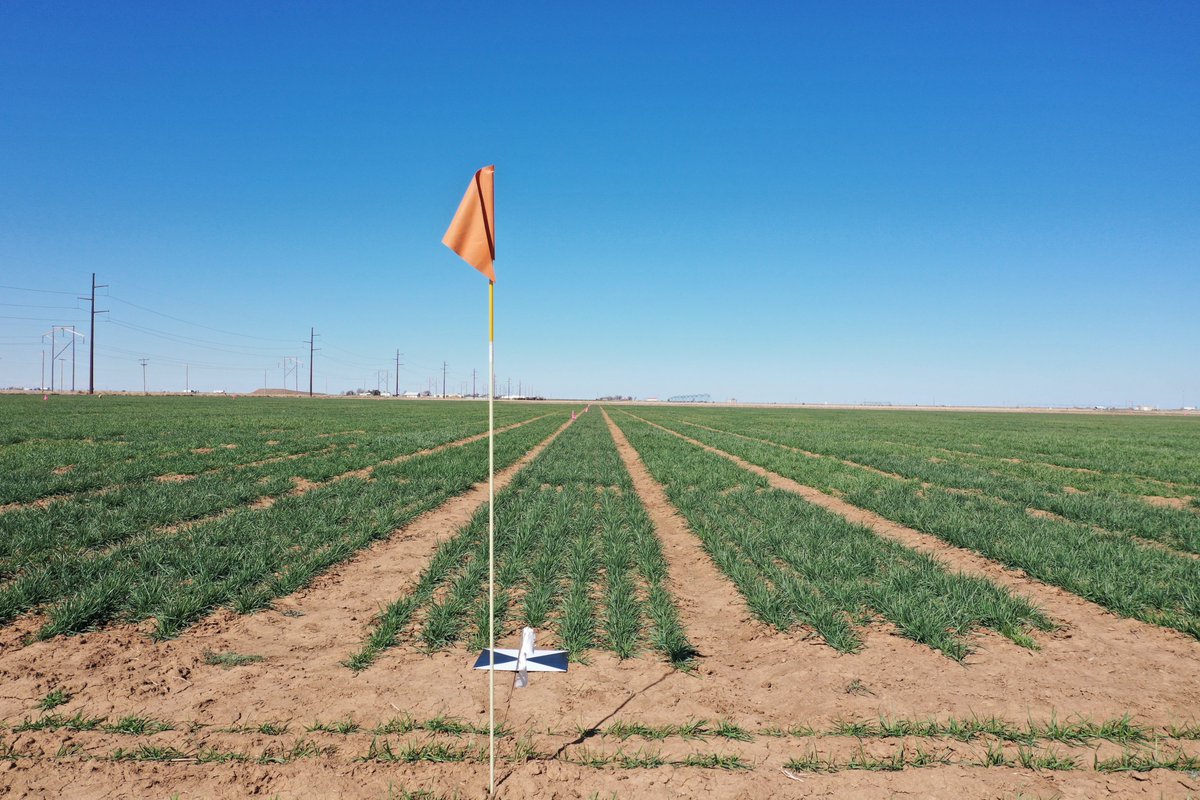 Bushland dryland wheat is looking pretty good as winter winds down.  Planted October 15.