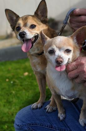 halo rescue metro center