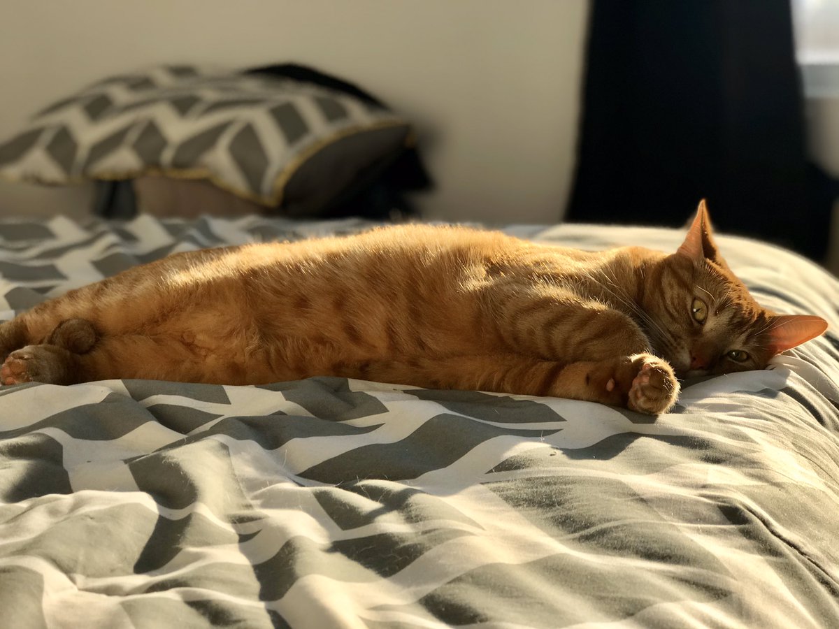 simonvrtx's tweet image. Fiston /son 🐱
#james #son #cat #portraitmode #appleiphone7