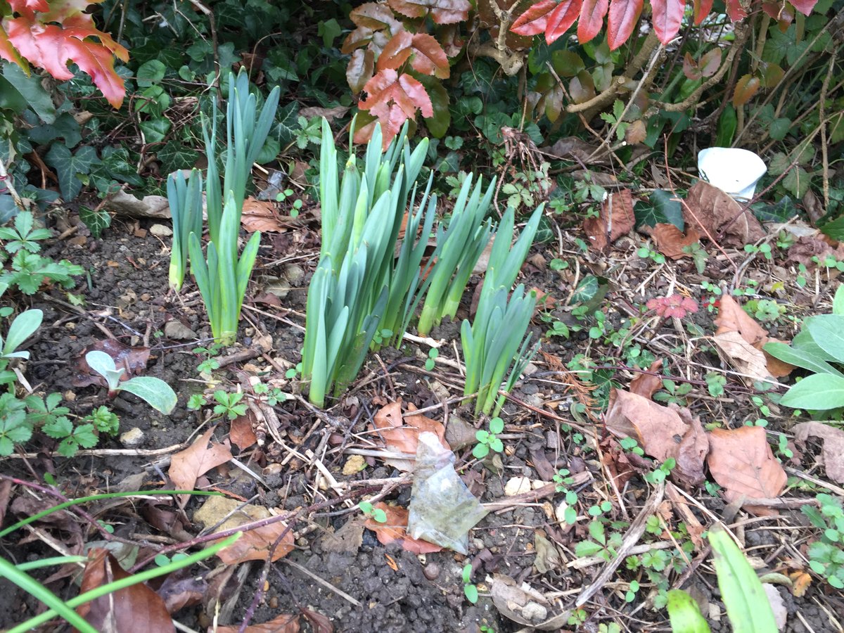 Susan Collini tweet media