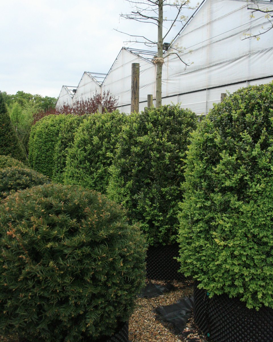 LaaraCS_Design's tweet image. No new plantings of #boxhedging .If you are planting #box or planning it into projects l'd be seriously evaluating who will be managing #boxtreecaterpillar.
#gardendesign #plantsourcing 
#surrey #windlesham #ascot #wentworth #virginiawater #weybridge #stgeorgeshill