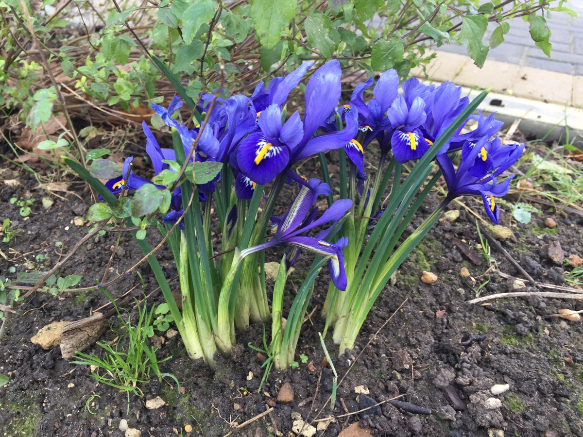 Susan Collini tweet media