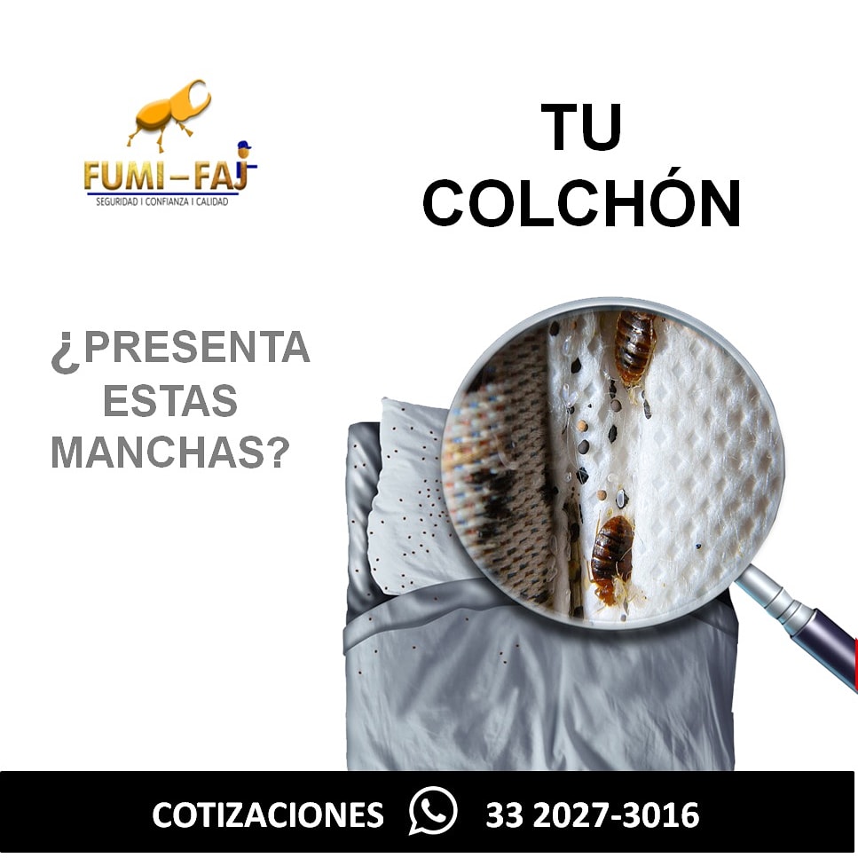 ¿Tu colchón presenta manchas o residuos negros, cafesosos?

⚠️PRECAUCIÓN⚠️

¡Puedes tener infesta de chinches!

Llámanos 📲 3320273016 nosotros lo controlamos.
•
•
•
@CompraVendeGDL @GDLMetro @Klasifica2 @TeloVendoGDL @GDLFollow @VivirGDL @EnGuadalajara