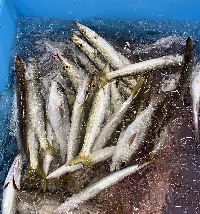 アオリイカのtwitterイラスト検索結果 古い順