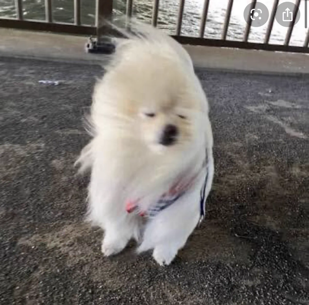 元気のないときに見て癒されるポメラニアンの画像はこちらｗｗ強風に吹かれるポメラニアンｗ