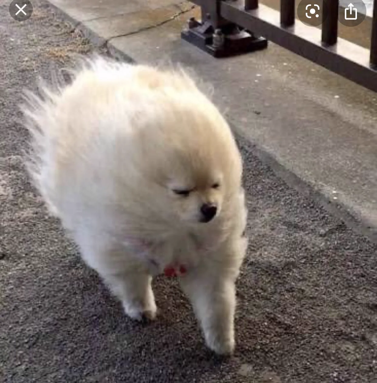 元気のないときに見て癒されるポメラニアンの画像はこちらｗｗ強風に吹かれるポメラニアンｗ