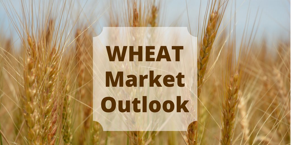The Grain &amp; Oilseeds Outlook presented at the 2020 USDA Ag Outlook Forum shows a tightening supply situation for #wheat in the new crop year.  Harvested area is up but lower yields and lower beginning stocks result in a smaller wheat supply.  

agecoext.tamu.edu/resources/mark…