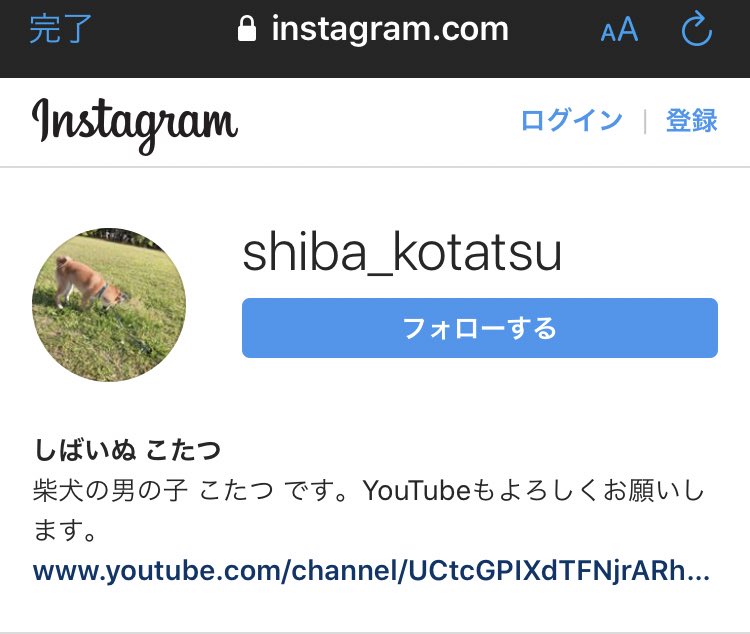 しばいぬ こたつ Shiba Kotatsu Twitter