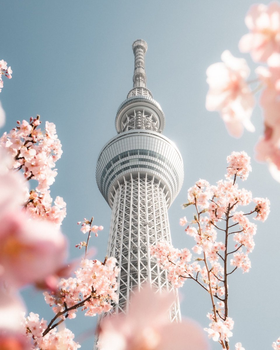 春を感じるスカイツリーと東京タワー あなたはどちらが好きですか 話題の画像プラス