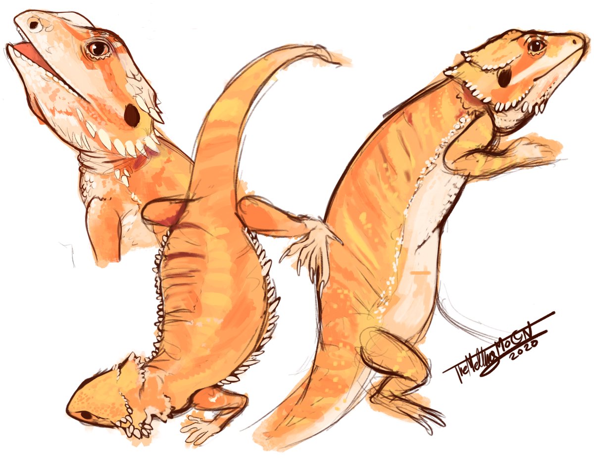 TheMeltingMoons's tweet photo. Day 56
Studies of my lizard Dennis ๐ฆ
#lizardsofinstagram #lizards #lizard #breadeddragon #breadeddragonsofinstagram #orangebreadeddragon #reptilesofinstagram #reptile #reptilesofinsta #digitalart #art #artistsoninstagram https://t.co/5YY31QyOGm