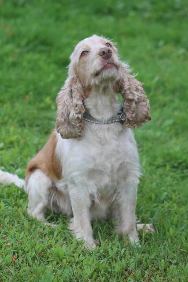 Missing in #DittonPriors 

Lyla - #cocker has her previous address in Cheshire on her collar. Petite and pretty. We had just brought her home to Ditton when she bolted up vicarage road from the village. We have no photos.

facebook.com/groups/1054502…