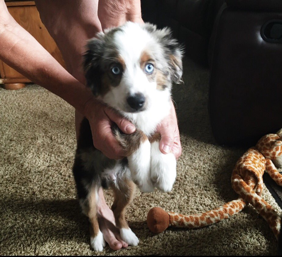 kkrausss's tweet photo. @aussiesdointhgs this is blue blue 💙 🐶 https://t.co/2dMuP81UTc