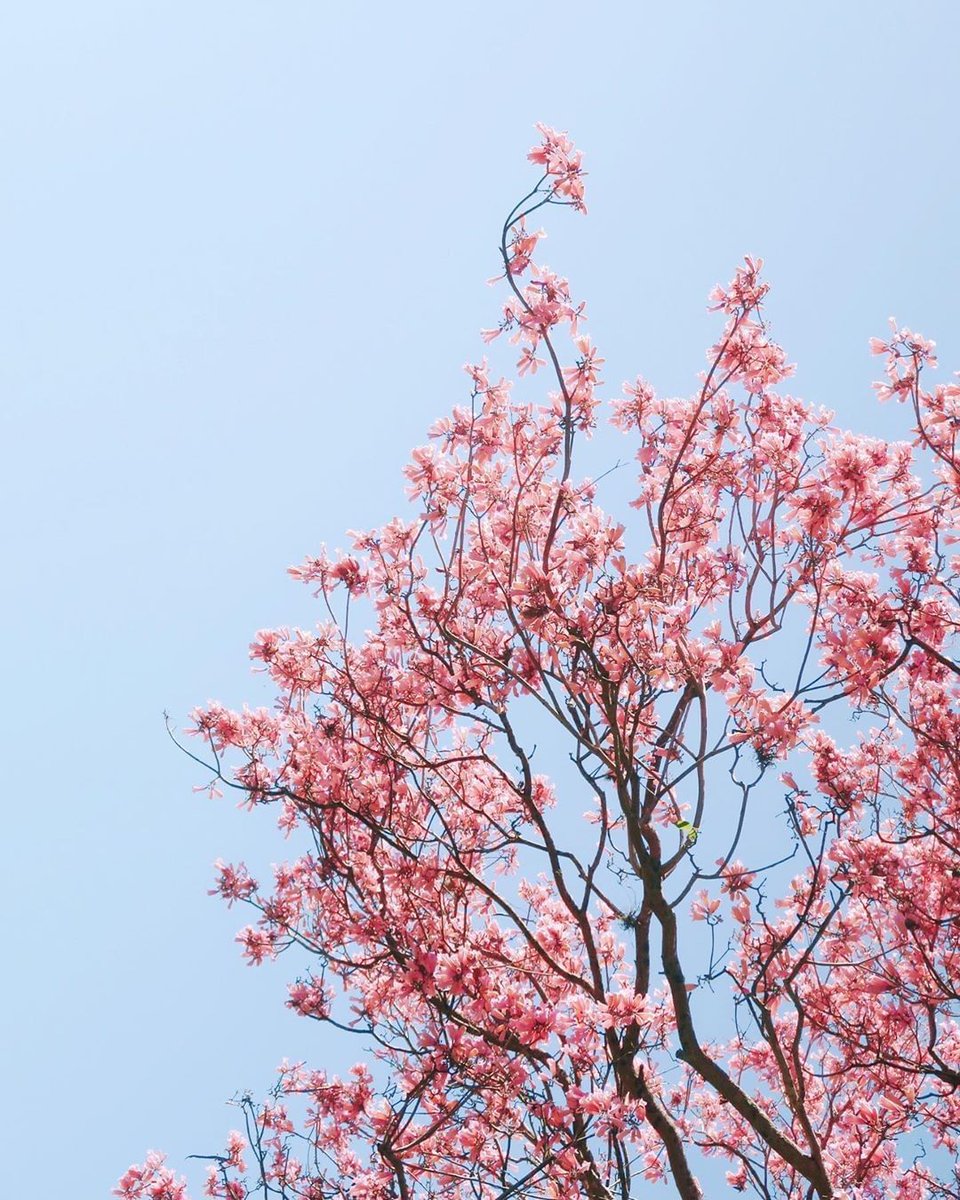 acolorstoryapp's tweet image. Spring is on its way!! 🌸💖🌸 @stellalunastudio captured this tree in bloom using Simple Syrup from #CandyMinimal and May from #AColorStorySeasons 😍 #AColorStory