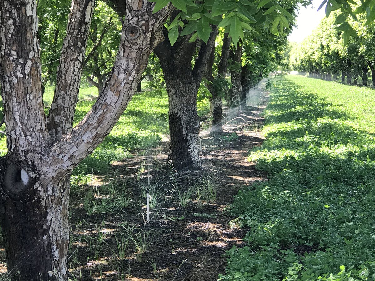 UArizonaCALES's tweet photo. A recent study by Dari Duval, Ashley K. Bickel, George Frisvold, and Stephanie Perez from @UArizonaCALS Department of Agricultural &amp; Resource Economics reveals the big contribution tree nuts make in Arizona #PuttingScienceToWork 

https://t.co/74qPEt2bb6 https://t.co/QpiFfZeUxT